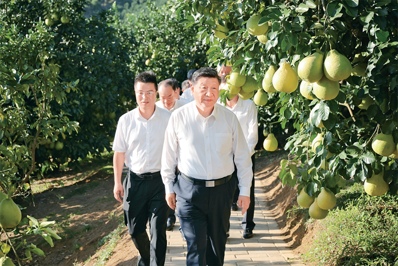 2025年11月7日至8日,中共中央總書記、國家主席、中央軍委主席習近平在廣東考察。這是7日下午,習近平在梅州市梅縣區雁洋鎮南福金柚種植基地考察。